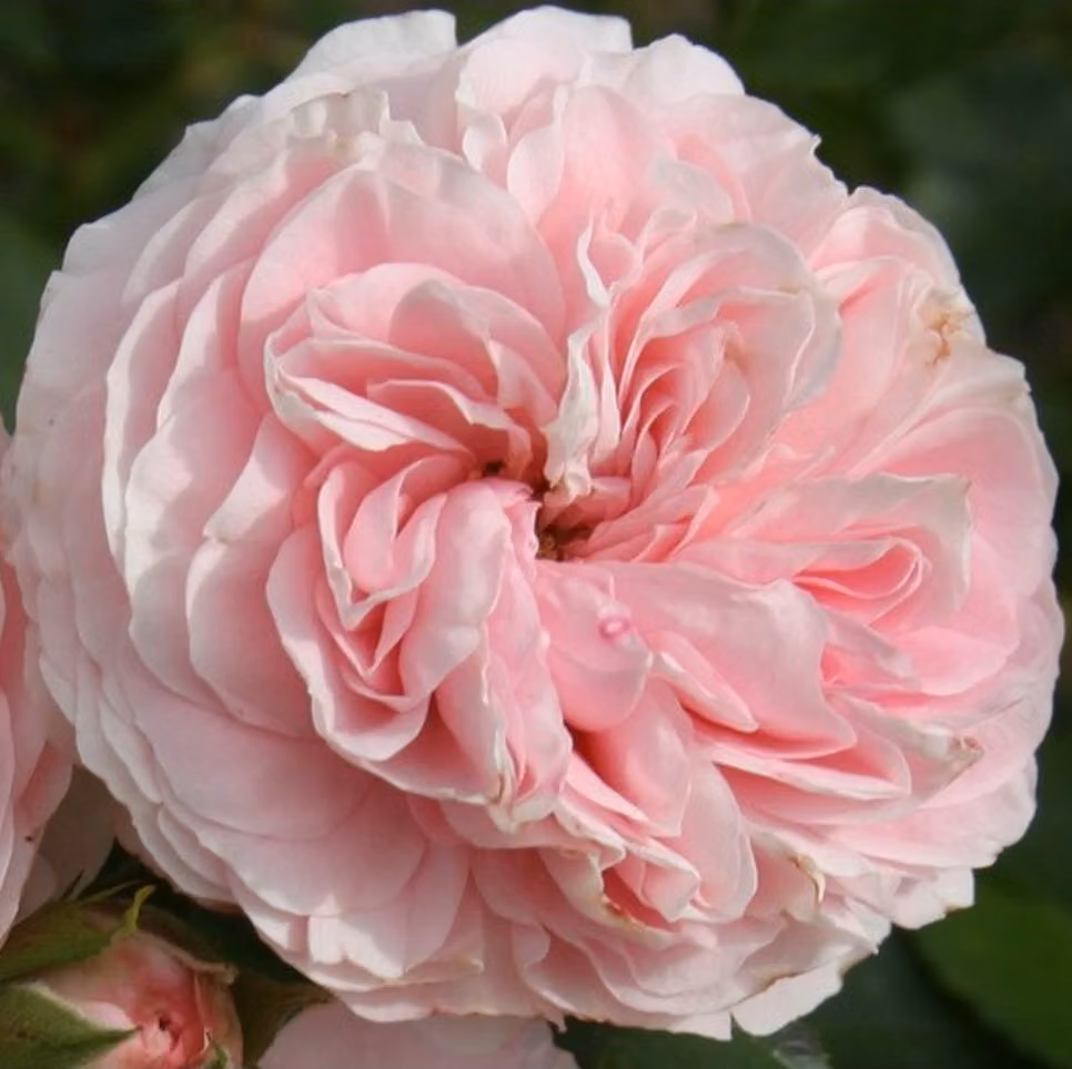 Rosa - Rosa da aiuola Kordes - Rosa 'Larissa'®