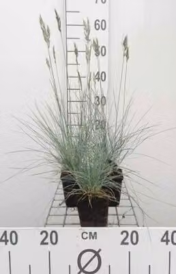 6 x Festuca glauca 'Elijah Blue' - Festuca blu-verde - vaso 9 x 9 cm