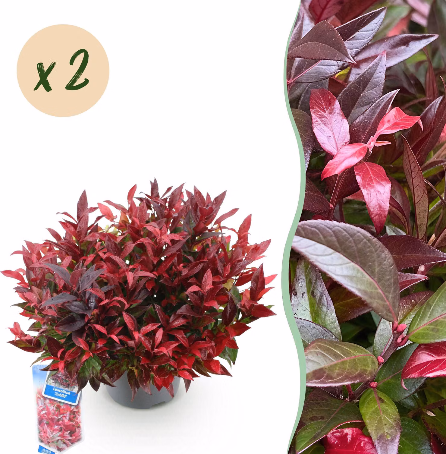 Leucothoe Zeblid - Rosso - 2 piante - Sempreverde - Bassa manutenzione - 35-45cm - Ø17cm - Pianta da giardino