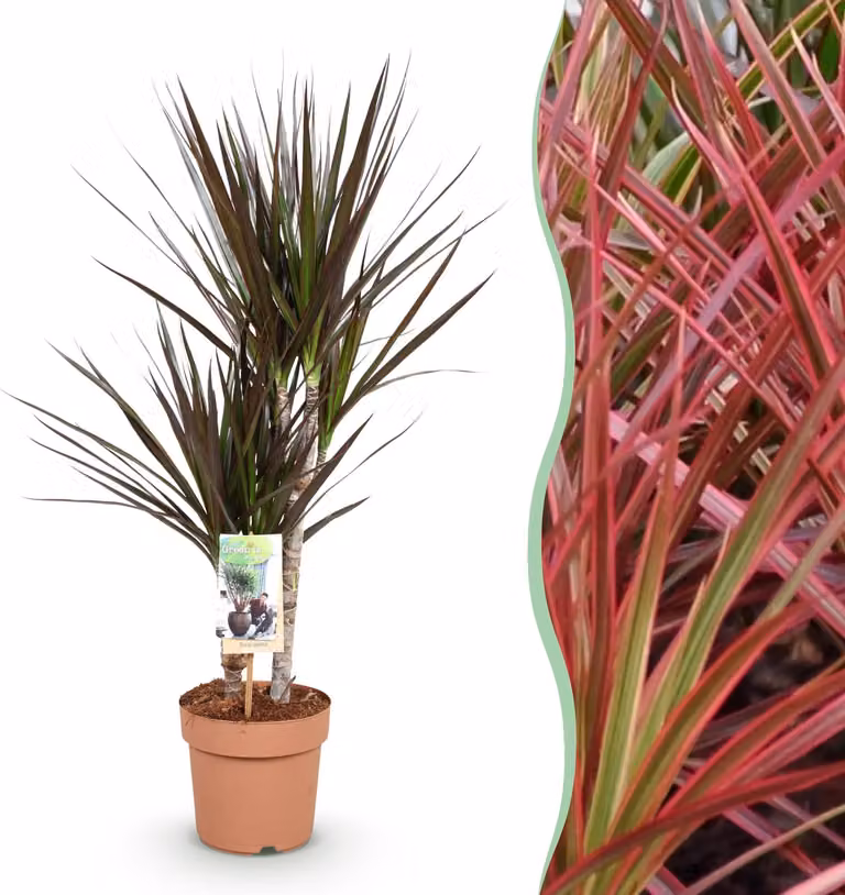 Dracaena Magenta - Albero del drago - Bassa manutenzione - Verde - 70-80cm - Ø17cm - Pianta d'appartamento - Sempreverde