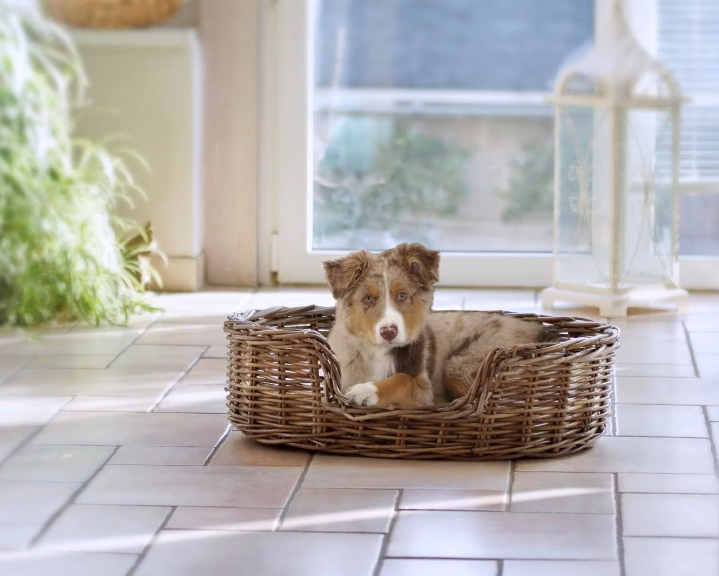 Letto per cani Silvio Design, modello Strolchi S