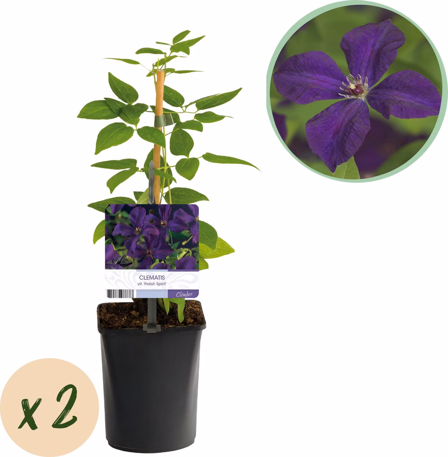 Pianta rampicante - Clematis vit Polish Spirit - Fiore rosa - Piante a bassa manutenzione -2 - 30-40cm - Ø10cm - Pianta da giardino