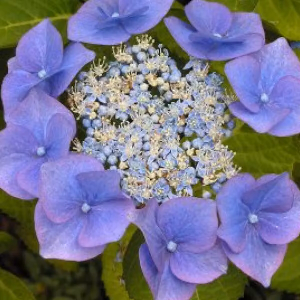 2 ortensie - *Hydrangea macrophylla* 'Blaumeise' | 25-30 cm in vaso