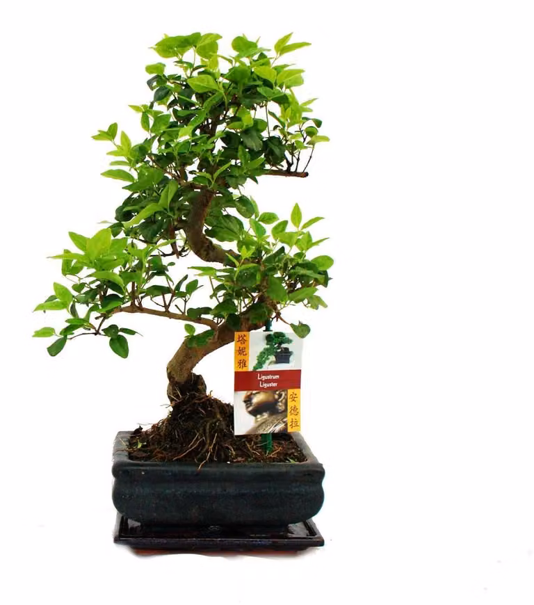 Bonsai ligustro cinese - Ligustrum sinensis - circa 6 anni