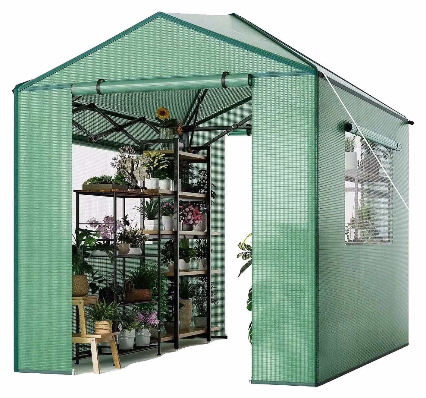 Serra con accesso, porte a rullo con cerniera, finestre di ventilazione, struttura di supporto a un click, dimensioni 6 x 8 piedi