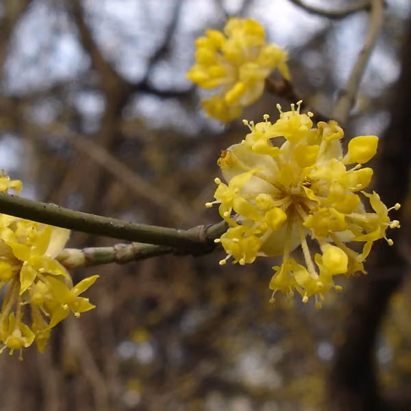 2 piante di Cornus mas (Cornelchio), alte 40-60 cm, in vaso