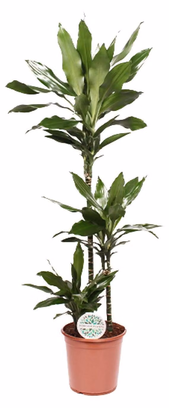 Dracaena Janet Lind - 120-130cm - Ø24cm - Pianta d'appartamento - Sempreverde