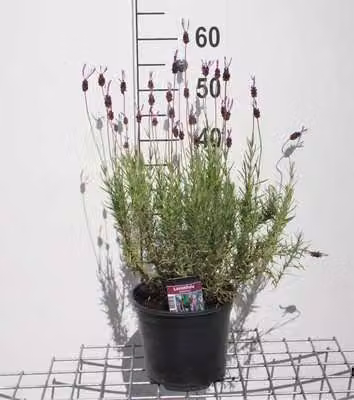 Lavandula stoech. 'Pedunculata' (papillon) - Lavanda - Contenitore 3 litri