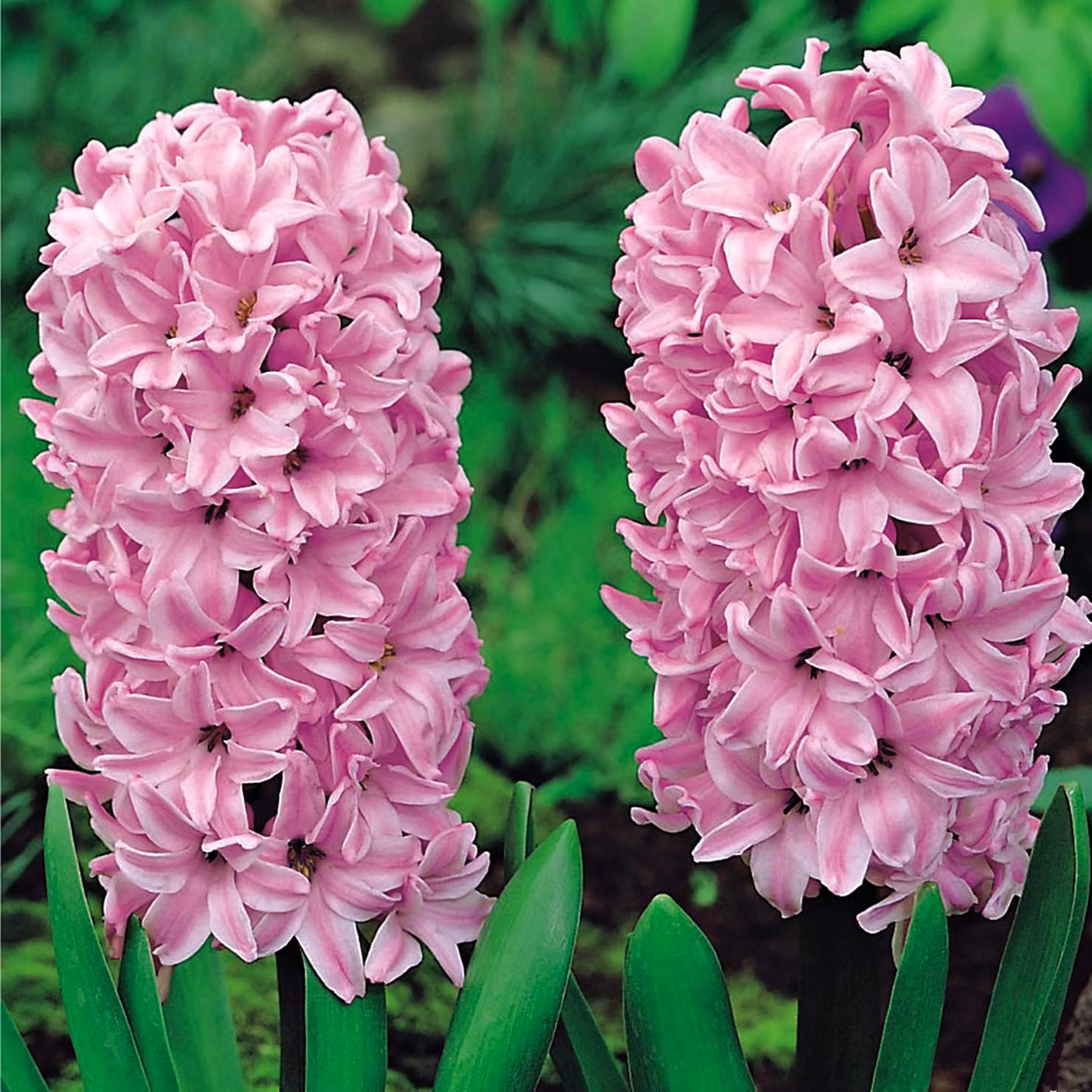 Bulbi di giacinto Bulbi di fiori Hyacinthus rosa XXL 3 pz.