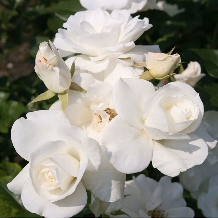 Rosa - Rosa rampicante - Rosa 'Climbing Schneewittchen'