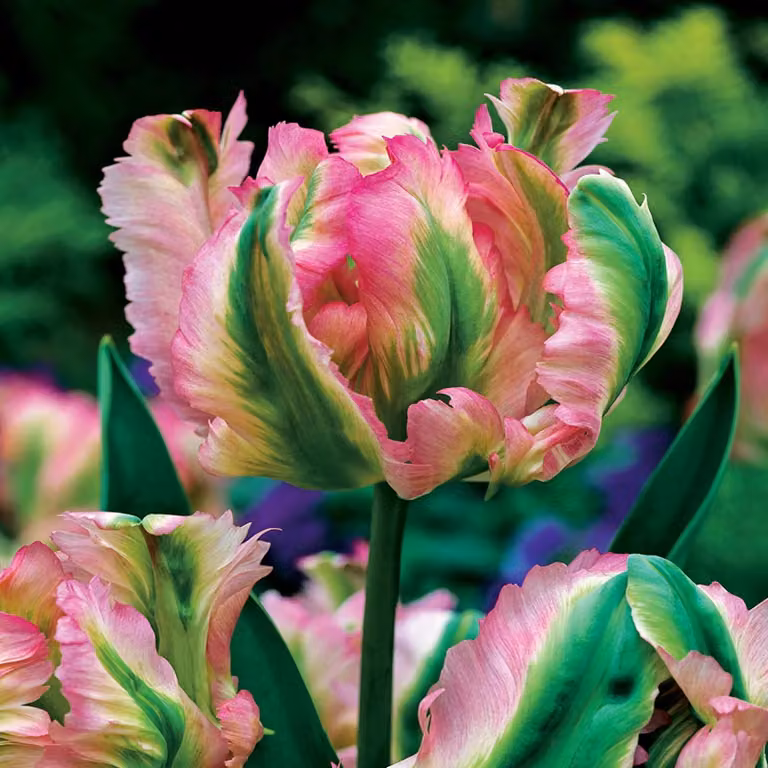 Tulipani Fiore Bulbi Fiori Viridiflora Tulipano Onda Verde 5 pz.