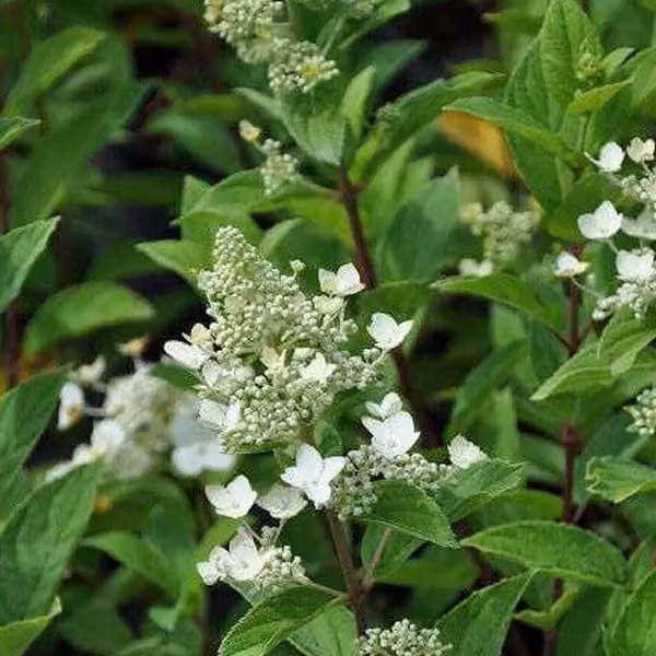 2 ortensie - Hydrangea paniculata 'Unique' | Altezza: 40-50 cm, in vaso