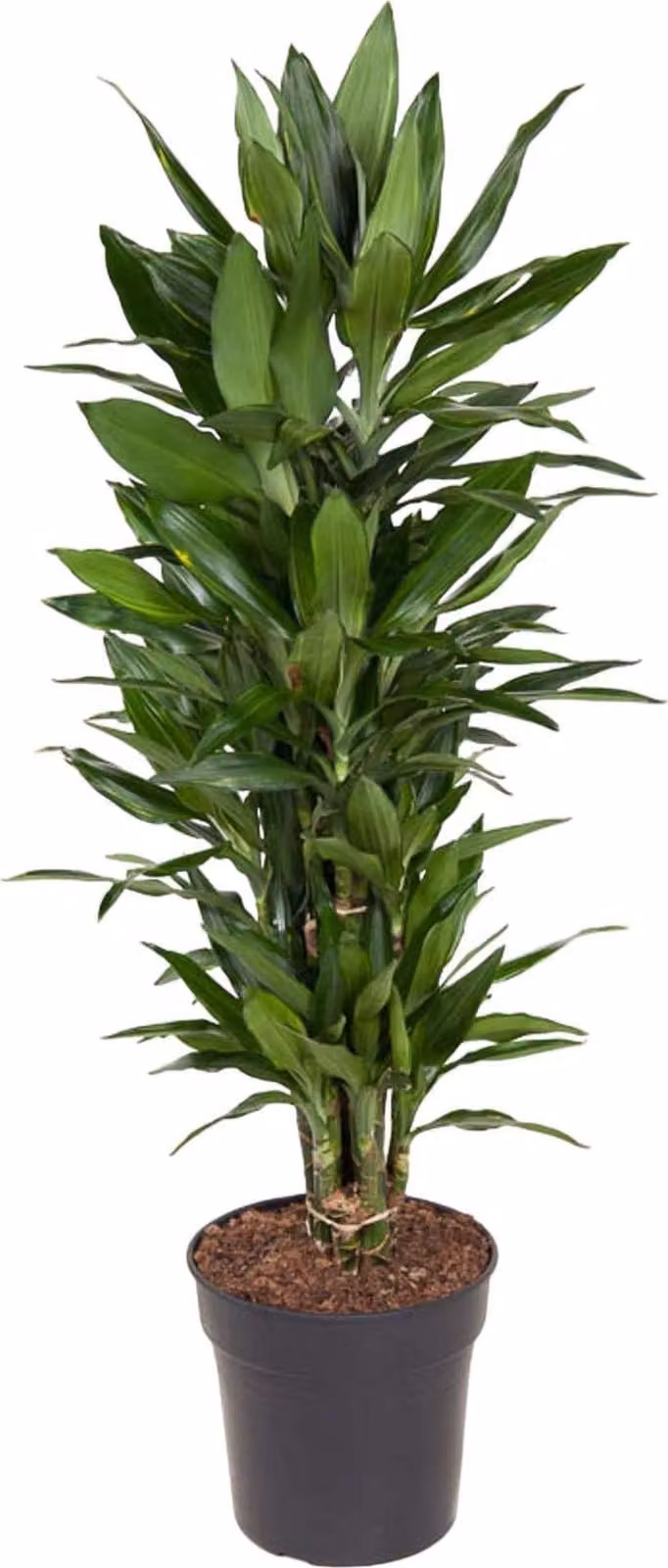 Dracaena Janet Lind Vertakt - 110 Cm - Ø27