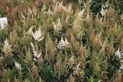 6 x Astilbe (a) 'Diamant' - magnifica spirea - vaso 9 x 9 cm