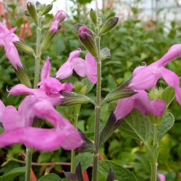 6 piante di salvia – Salvia microphylla 'Pink Beauty' | Vaso da 9x9 cm