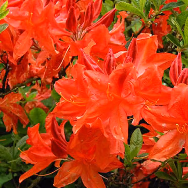 Azalee rosse - Azalea Knaphill | 40-50 cm in vaso