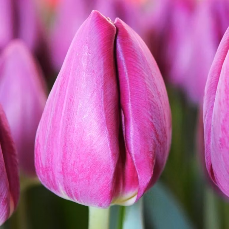 Tulipani Bulbi di fiori Bulbi di fiori Tulipani Bullit 5 pz.
