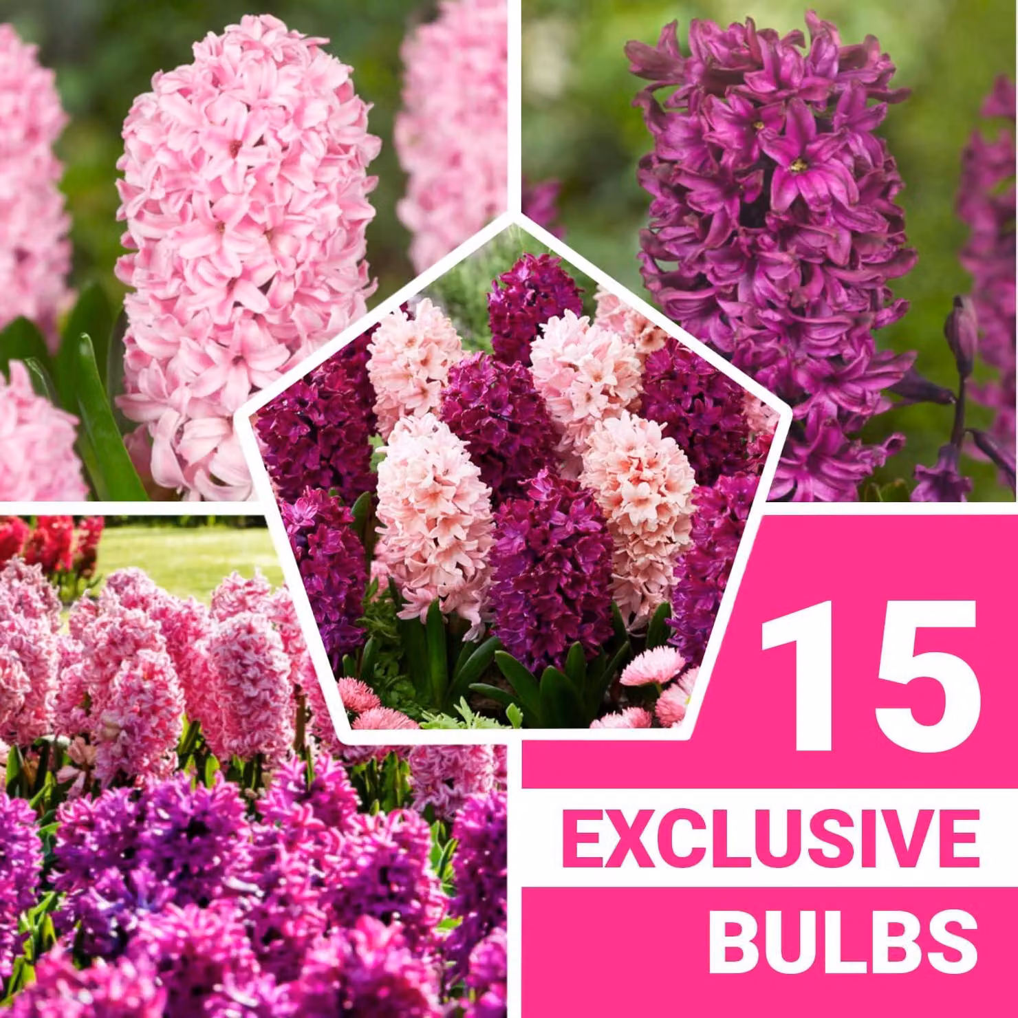 Bulbi di giacinto, resistenti al freddo invernale, perenni - Mix di colori viola e rosa - 15 bulbi - Bulbi profumati - 3 colori - Piante provenienti dall'Olanda - Adatti per giardino, vaso o terrario (bulbi di grandi dimensioni, non semi)
