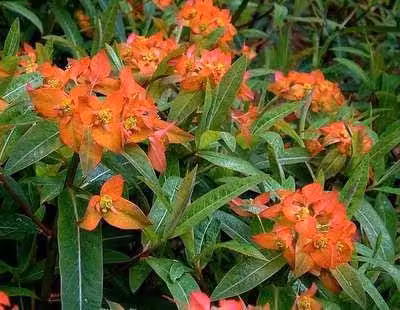 6 x Euphorbia griffithii 'Fireglow' - Euforbia - vaso 9 x 9 cm