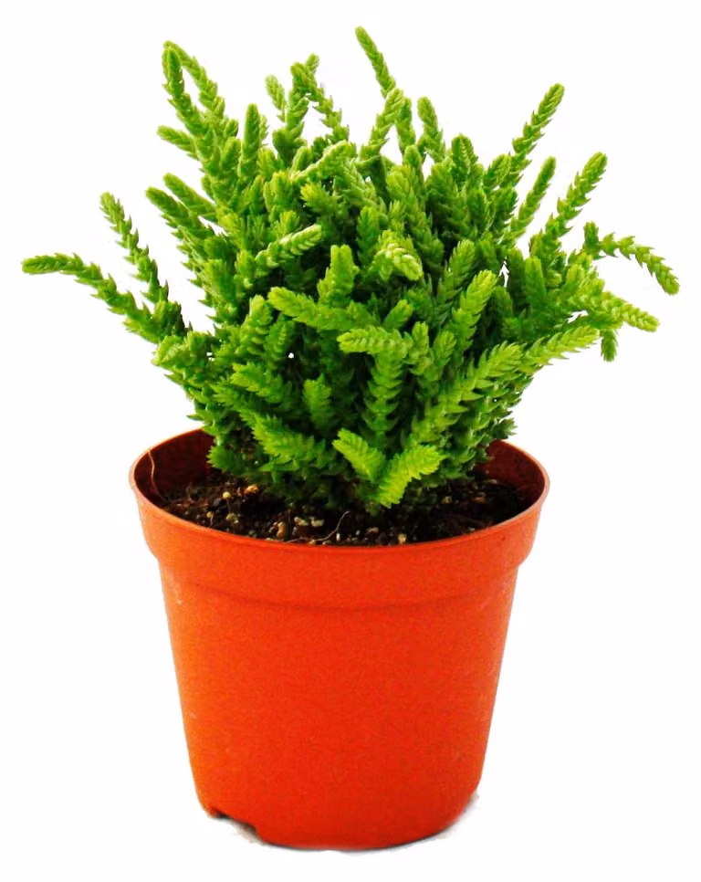 Pianta succulenta - Crassula lycopodioides - coda di topo - in vaso da 8,5 cm