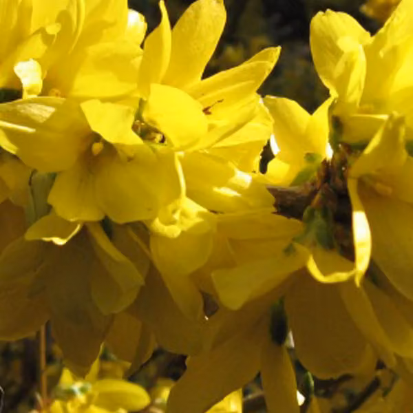 2 piante di Forsythia - Forsythia intermedia 'Spectabilis', in vaso, altezza 50-60 cm