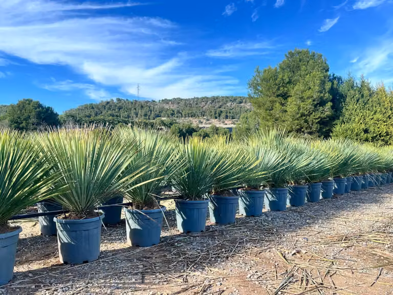 Sunny Tree - Yucca Rostrata Blue Blue - Palma - 100 cm
