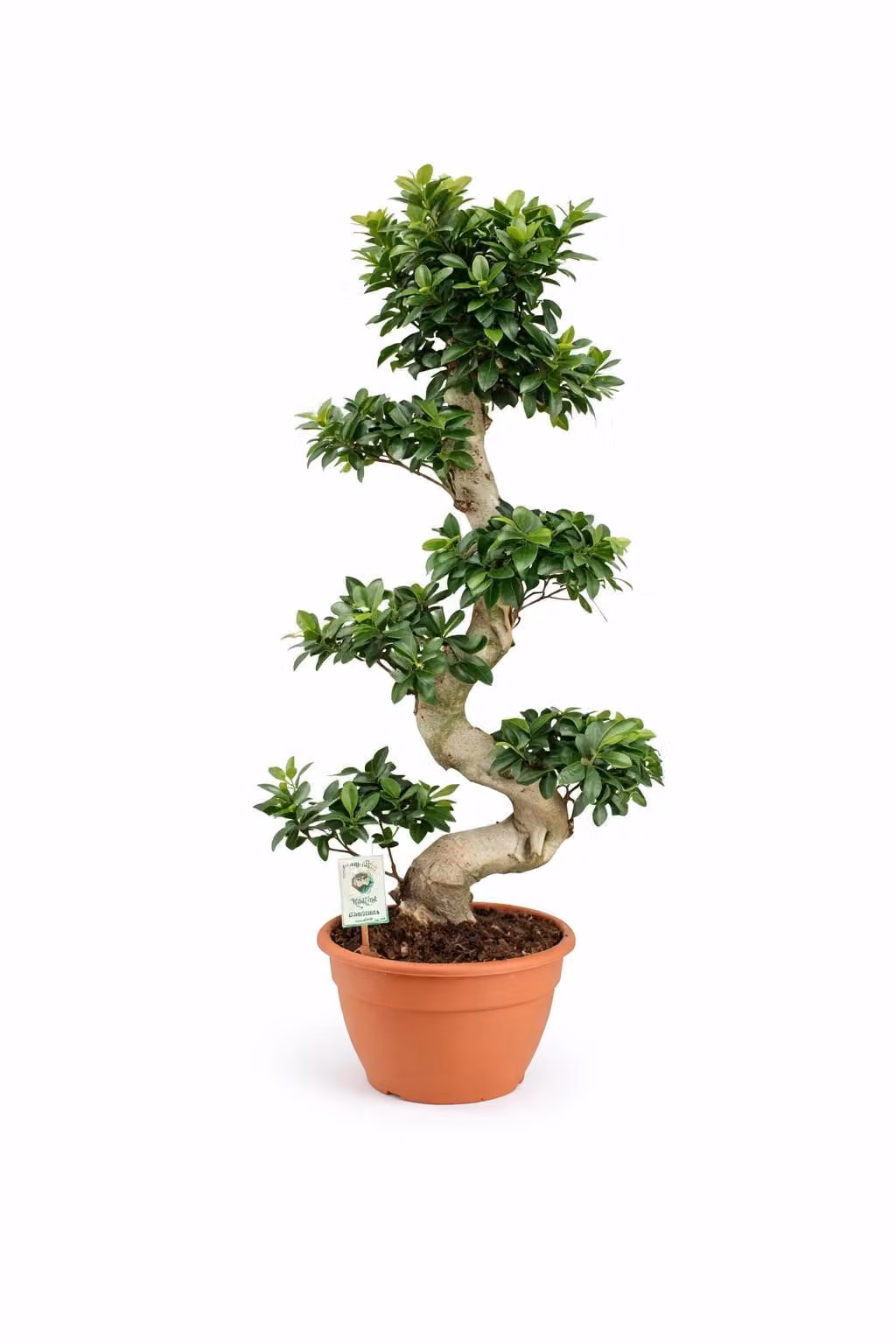Bonsai Ficus Microcarpa Ginseng (forma a S) – 70-100 cm – Pianta da appartamento facile da curare, ideale per principianti, decorazione per la casa e l'ufficio