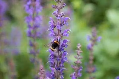 6 x Salvia nem. 'Mainacht' ('maynight') - Muschio stellato - vaso 9 x 9 cm