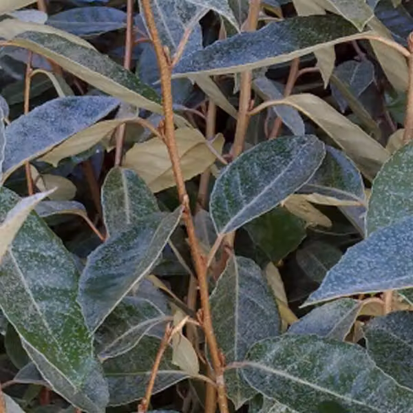 2 piante di *Elaeagnus ebbingei* (albero ornamentale sempreverde), in vaso, altezza 60-80 cm