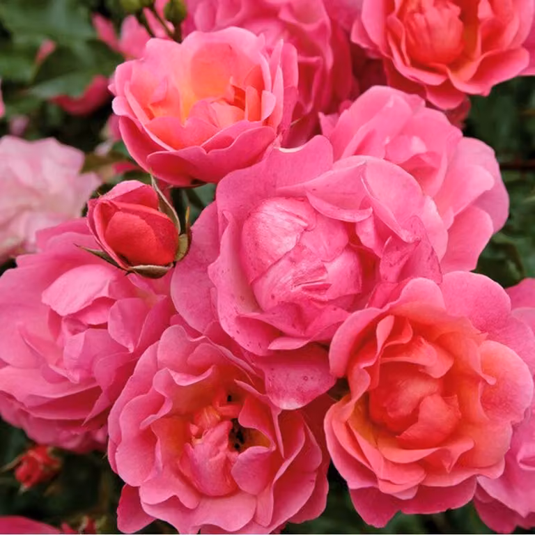 Rosa - Kordes Rigo-Rose - Rosa 'Maxi Vita'®