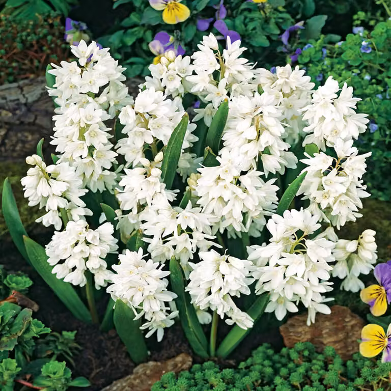 Bulbi di Puschkinia libanotica Bulbi di fiori Alba 20 pz.
