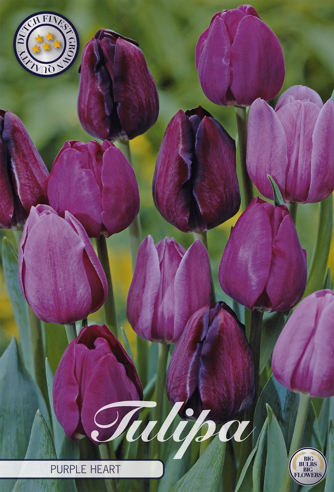 Tulipano Purple Heart (10 bulbi) | Bulbi di tulipano di Sam van Schooten