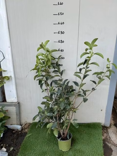 50 PIANTE VIBURNO LUCIDO (VIBURNUM LUCIDUM) vaso H 100CM piante per siepi