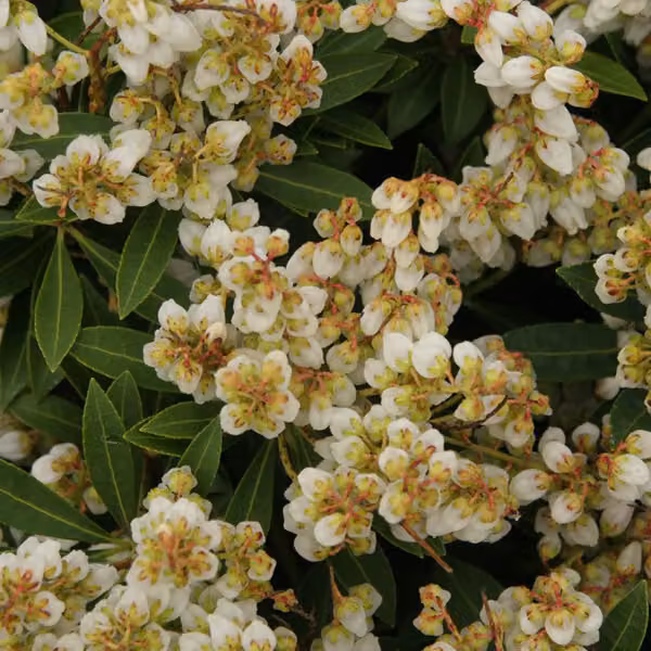 2 piante di *Pieris japonica* 'Sarabande' (chiamate anche "campanellini d'ombra"), alte 20-30 cm, in vaso