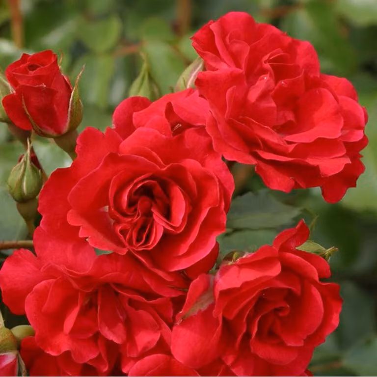 Rosa - Kordes Rigo-Rose - Rosa 'Rotilia'®