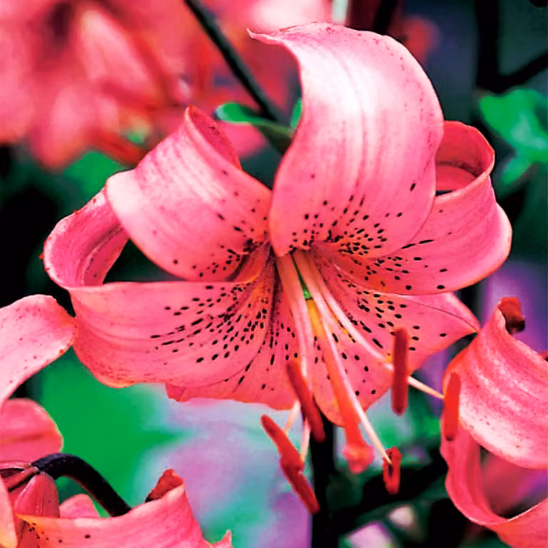 Gigli Bulbi da fiore Fiori Giglio tigrato Rosa tigrato 1 pz.