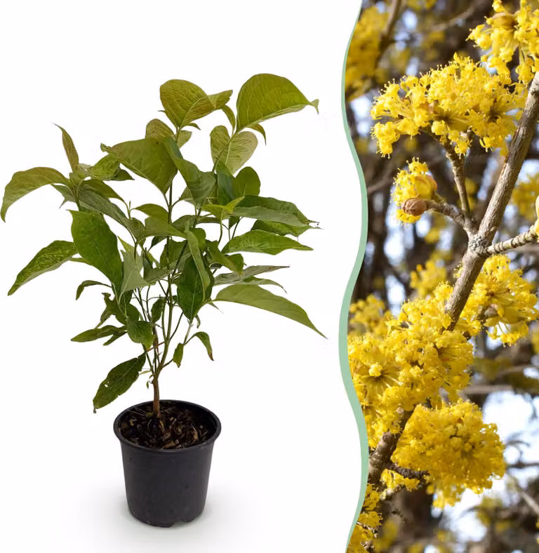 Cornus mas - Fiore giallo - Deciduo - Bassa manutenzione - 25-35cm - Ø12cm - Pianta da giardino