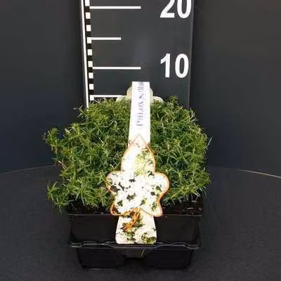 6 x Phlox (s) 'Maischnee' ('snow queen') - Flammenblume - Topf 9 x 9 cm