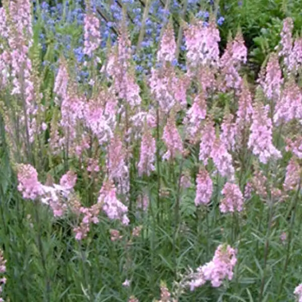 6 piante di Linaria purpurea 'Canon J. Went', in vaso da 9x9 cm