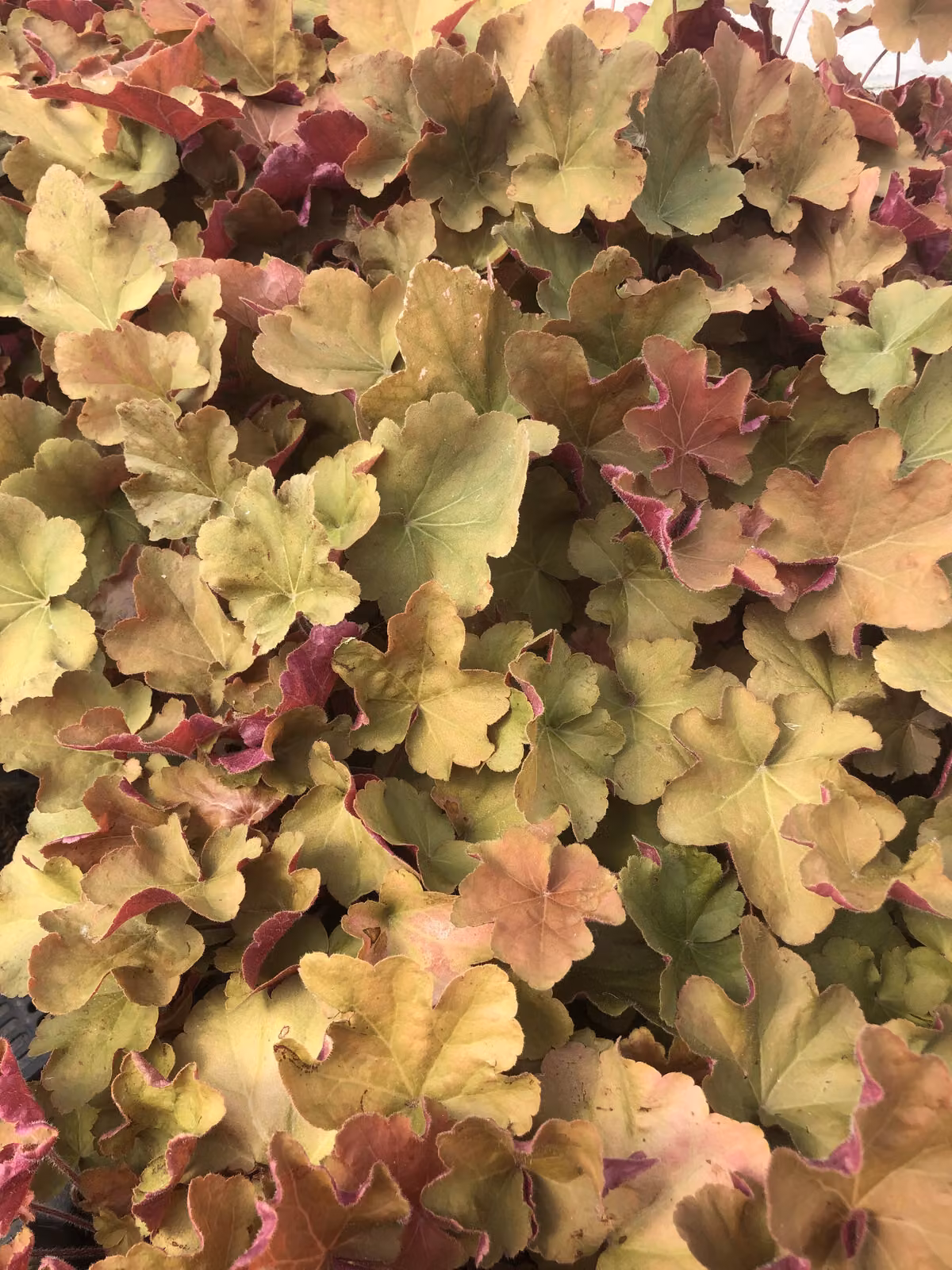 6 x Heuchera 'Caramel'® - Campanula viola - vaso 9x9 cm