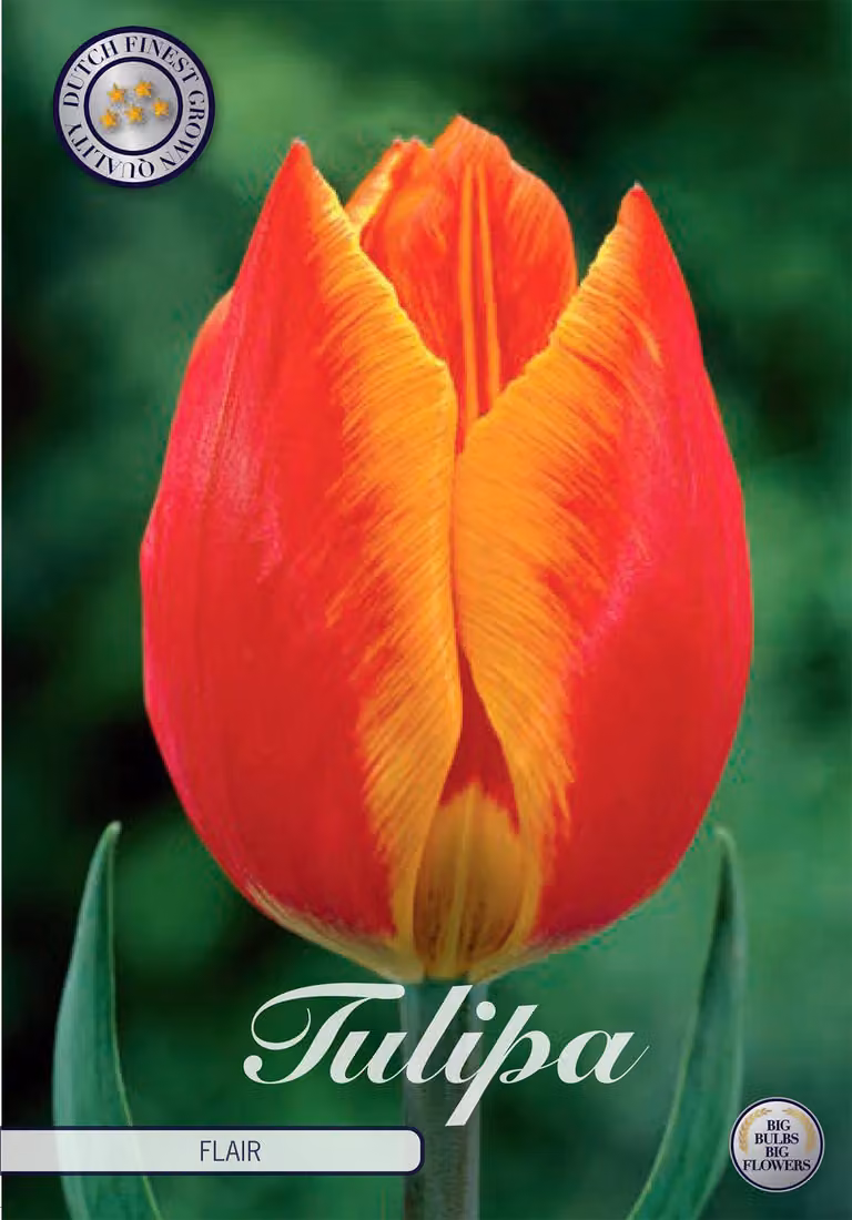 Tulipano Flair (10 pezzi) | Bulbi di tulipano di Sam van Schooten