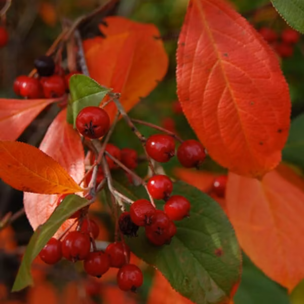 2 piante di "Filzige Apfelbeere" (Aronia arbutifolia 'Brilliant'), altezza 40-60 cm, in vaso