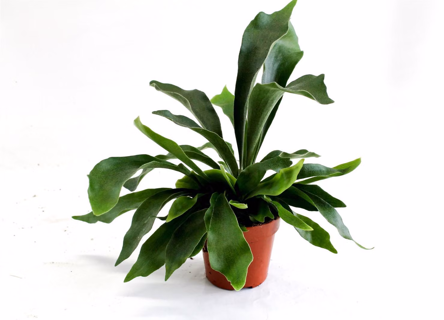 Felce spinosa 35 cm Platycerium Bifurcatum pianta d'appartamento