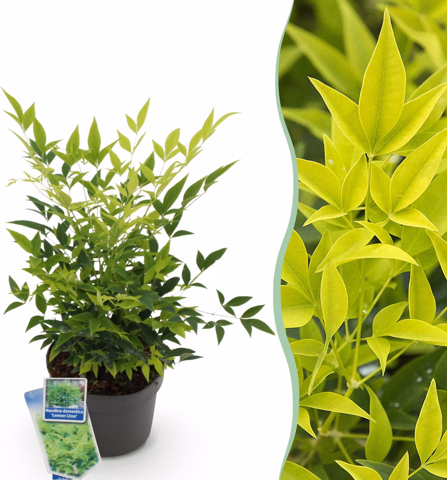 Nandina Lemon & Lime - Giallo - Sempreverde - Bassa manutenzione - 35-45cm - Ø17cm - Pianta da giardino