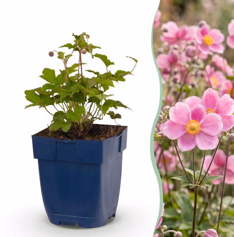 Anemone hup. Splendens - Anemone autunnale - Ombra - Rosa scuro - 3 piante - 15-25cm - Ø11cm - Pianta da giardino