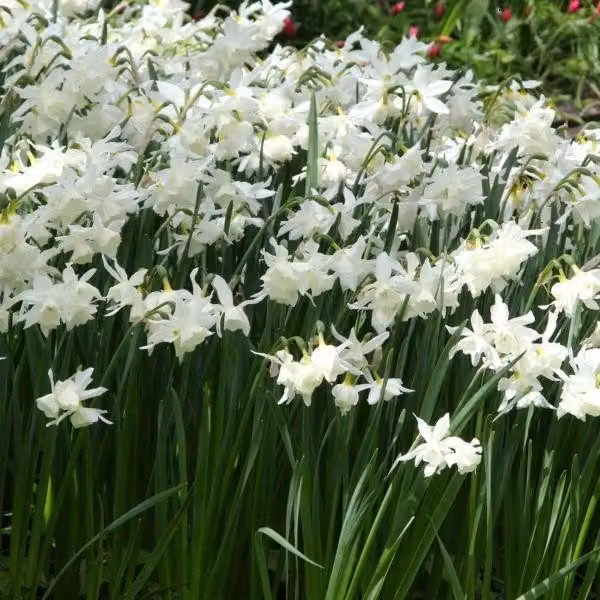 Narcissus - 50 bulbi di Narciso Thalia