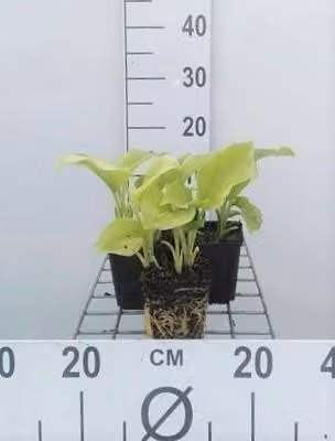 6 x pianta di Hosta. 'Grandiflora' - Hosta - vaso 9 x 9 cm x 9 cm