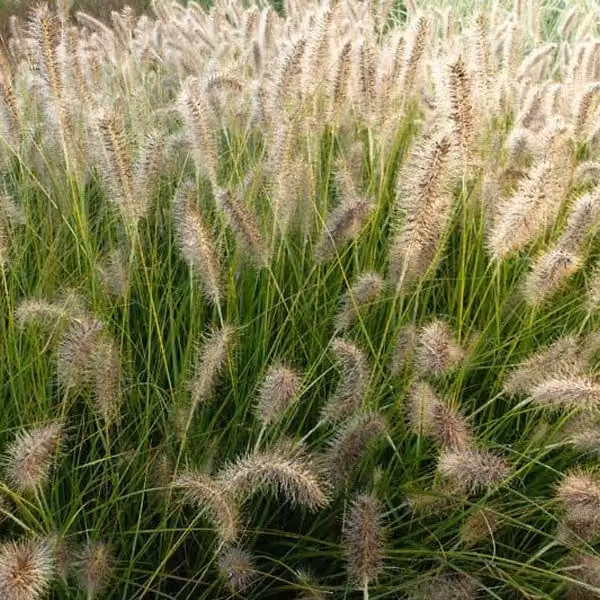 6 piante di *Pennisetum alopecuroides* "Gelbstiel", ideali per bordure basse | Vaso da 9x9 cm