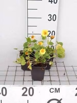 6 x Doronicum orientale - Doronicum - Topf 9 x 9 cm