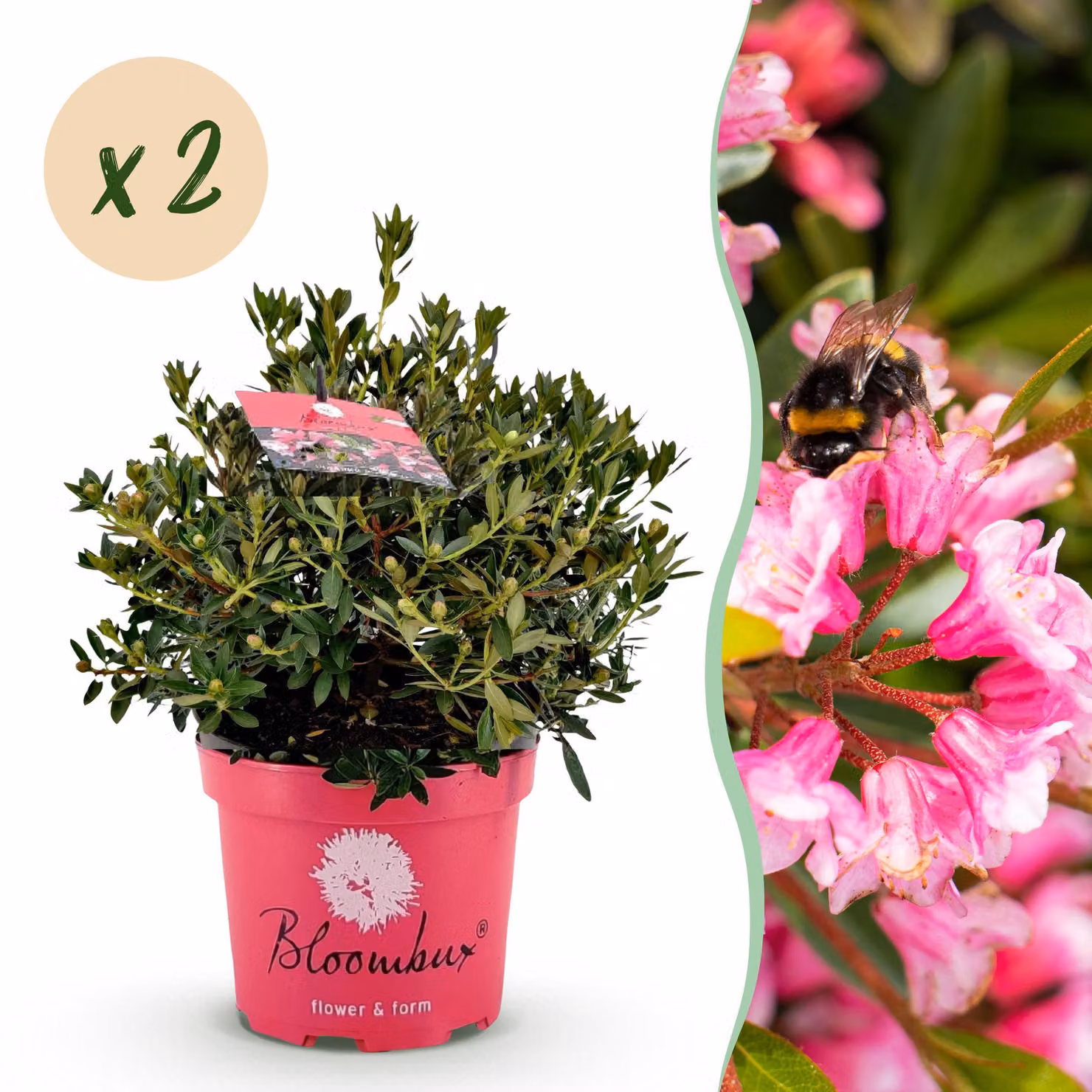 Rododendro nano - Rhododendron Bloombux Magenta - Bosso da fiore - Bassa manutenzione - Fiore rosa - 2 piante - 45-55cm - Ø23cm - Pianta da giardino